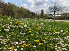 Erfassungen von Tieren, Pflanzen und Biotopen