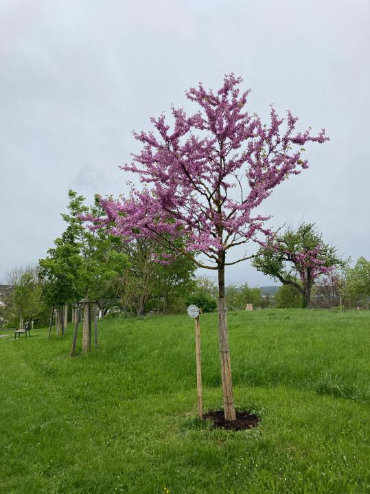 Junger Judasbaum im Aboretum in Mühlacker.